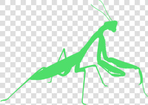 Mantis Religiosa Png  Transparent Png