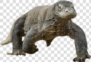  komododragon   Komodo Dragon  HD Png Download