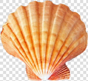 Seashell Png   Sea Shells Transparent Background  Png Download