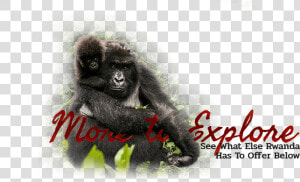 Macaque  HD Png Download