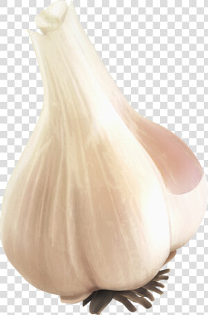 Garlic Png Image   Garlic Transparent  Png Download