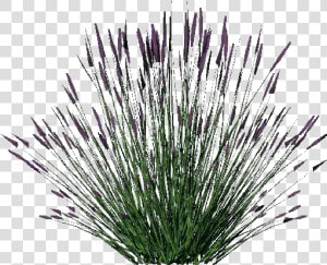 3d Bushes   Lavanda   Acca Software   Lavender Plant Png  Transparent Png