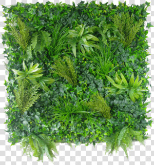 Vertical Garden Wall Png  Transparent Png