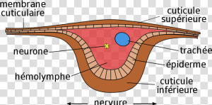 Cross Section Of Insect Wing  HD Png Download