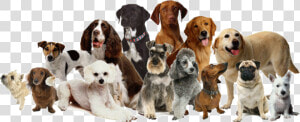 Many Breeds Of Dogs  HD Png Download