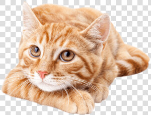 Cat small To Medium Sized Cat whiskers european Short   Cute Orange Tabby Cat  HD Png Download