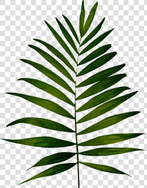 Fern   Clip Art Fern Leaf  HD Png Download