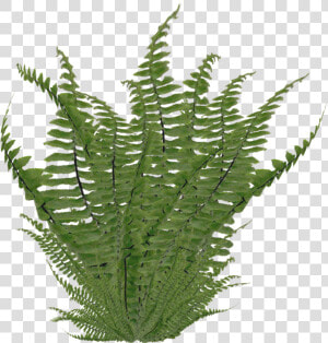 Ostrich Nephrolepis Exaltata Clip   Fern Png  Transparent Png