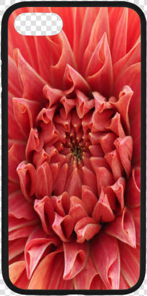 Bright Red Dahlia Flower Rubber Case For Iphone 7   Dahlia  HD Png Download