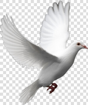 Cut Out Flying Bird Model   Png Transparent Background White  Png Download