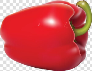 Red Pepper Png Image   Red Capsicum Png  Transparent Png