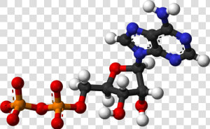 Adp Ballandstick   Ball And Stick Model Of Nucleic Acid  HD Png Download