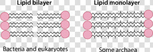 Lipid Bilayer Vs Monolayer  HD Png Download