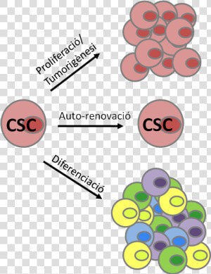 Cancer Stem Cells   Cancer Stem Cell Characteristics  HD Png Download