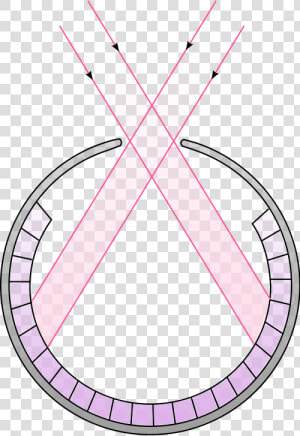 Schematic Cross Section Of A Pinhole Eye   Nautilus Pinhole Camera Eye  HD Png Download