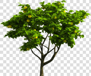 Tree Jpg  HD Png Download