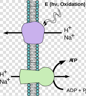 Chemiosmotic Hypothesis  HD Png Download