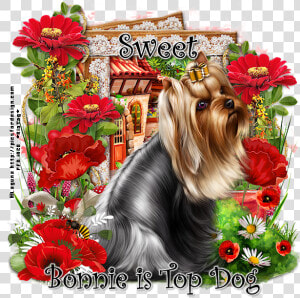 Bonnie Is Top Dog Sw   Yorkshire Terrier  HD Png Download