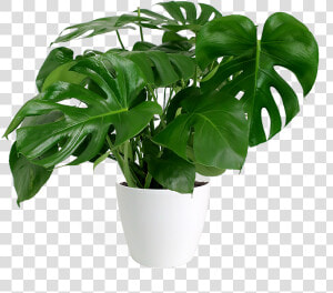 Monstera Deliciosa Png  Transparent Png