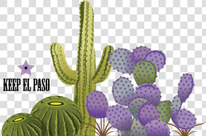 Transparent Cactus Vector Png   Prickly Pear  Png Download