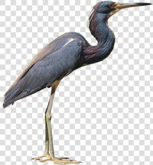 Heron Png Photo   Heron Png  Transparent Png