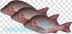 Red Snapper  HD Png Download