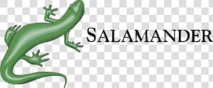 Salamander Png  Transparent Png