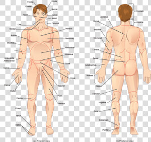 Transparent Human Body Parts Clipart   Human All Body Parts Name  HD Png Download