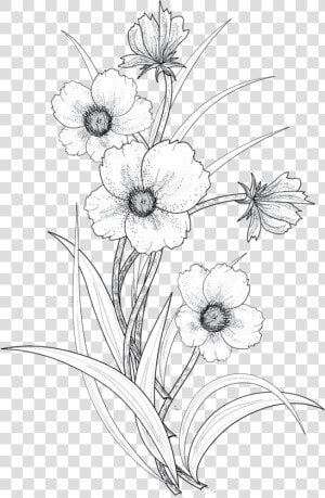 Clip Art Flowers Drawing   Transparent Flower Drawing Png  Png Download