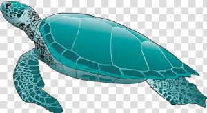 Turtle Png Pic   Skip The Straw Save A Sea Turtle  Transparent Png