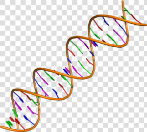 2019 Ip 33 Enlaces Adn   Double Helix Dna Molecule  HD Png Download