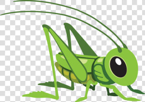 Grasshopper Png   Cartoon Grasshopper Png  Transparent Png