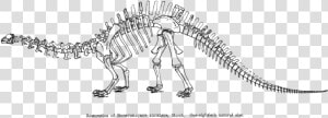 Restoration Of Brotosaurus 1883 Page 86   Draw Dinosaurs Skeletons  HD Png Download