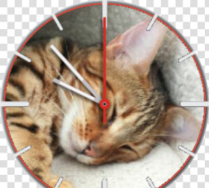 Mungotime Watch Face Preview   Tabby Cat  HD Png Download