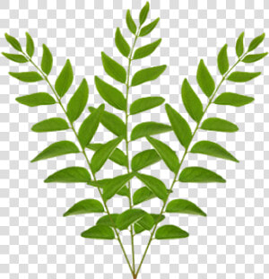 Transparent Crape Myrtle Png   Bunch Of Curry Leaves  Png Download