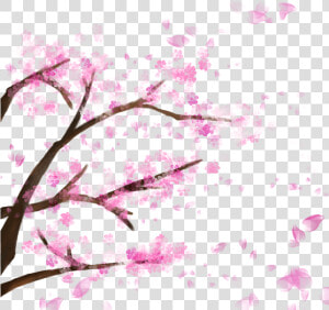 Blooming Cherry Tree  Cherry Blossom，sakura  Cherry    Cherry Blossom Falling Petals Transparent Backgrounds  HD Png Download