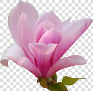 Chinese Magnolia   Magnolia Png  Transparent Png