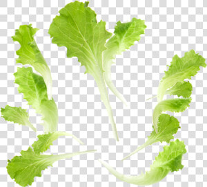 Baby Leaf Fourth Range   Hojas De Lechuga Png  Transparent Png