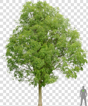 Frêne Commun Architecture Layout  Architecture Graphics    Norway Maple Tree Png  Transparent Png