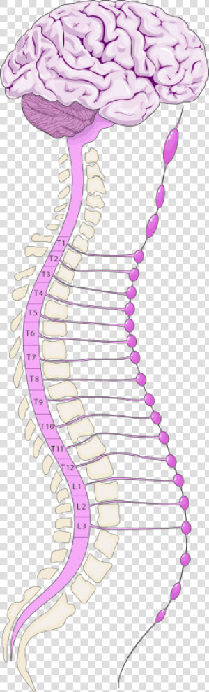 Sympathetic Nervous System Png  Transparent Png