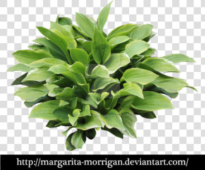 Hosta Png  Transparent Png