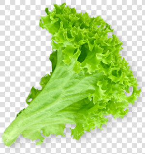 Lettuce Slice Png   Burger Lettuce Png  Transparent Png