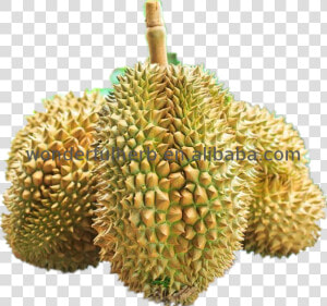 Hot Bán Nguyên Mít Hạt Giống Bột Dinh Dưỡng Sầu Riêng   Durian  HD Png Download