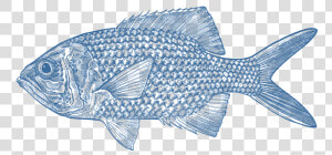 Snapper  HD Png Download