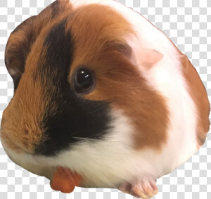  guinea Pig Mm  freetoedit   Guinea Pig  HD Png Download