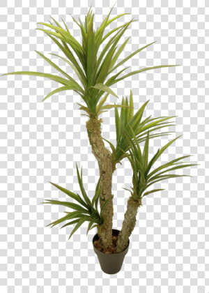 Yuca   Houseplant   Yucca Png  Transparent Png