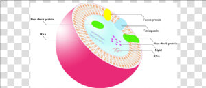 Transparent Cell Membrane Clipart   Double Membrane Structure  HD Png Download