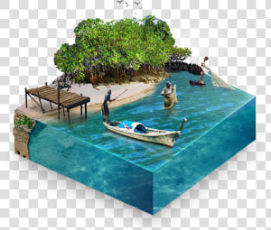 People Swimming Mangroves  HD Png Download