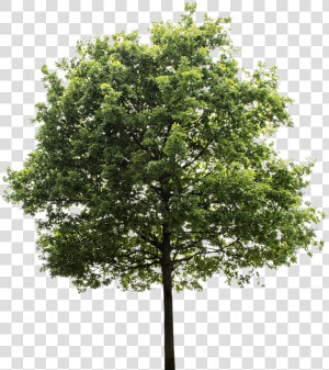 Tree Cutout Png   Transparent Background Tree Png  Png Download