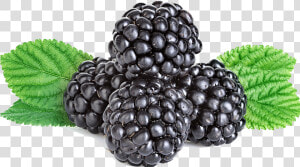 Boysenberry   Png Download   Blackberry Png  Transparent Png